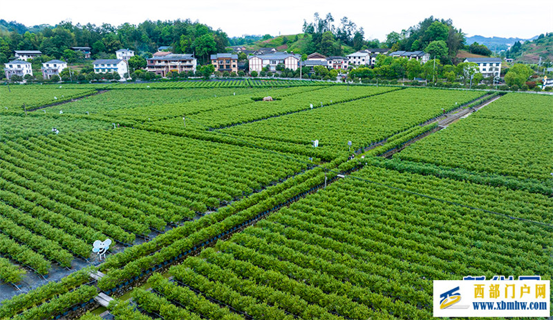 重庆南川：小小蓝莓果 致富大产业(图1)