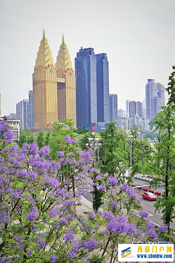 重庆：蓝花楹开城市美(图2)