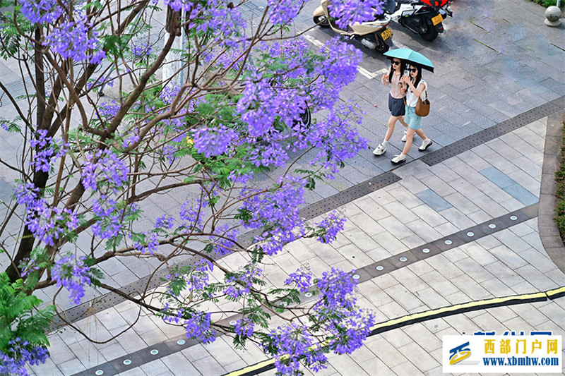 重庆：蓝花楹开城市美(图3)