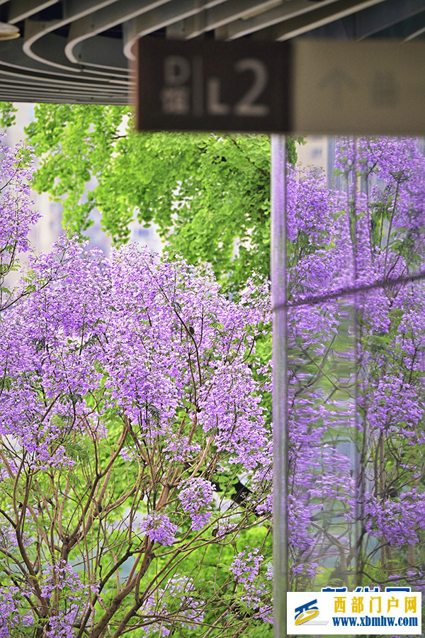 重庆：蓝花楹开城市美(图5)