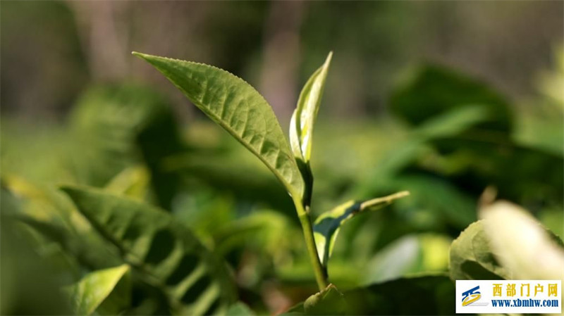 以茶入馔！到云南普洱“吃茶”(图1)