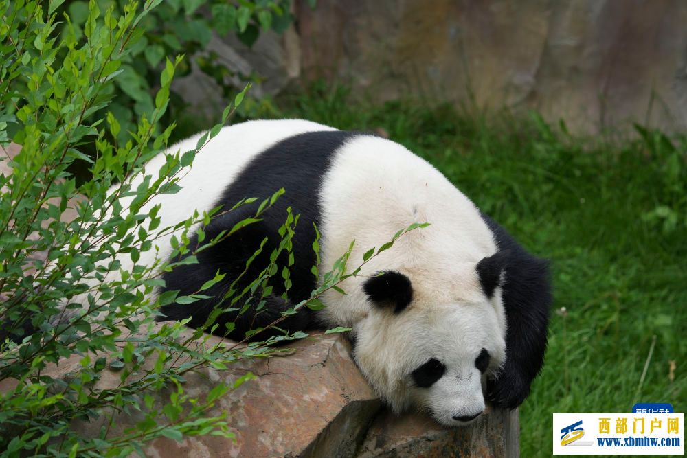 青海西宁：大熊猫的高原夏日生活(图2)