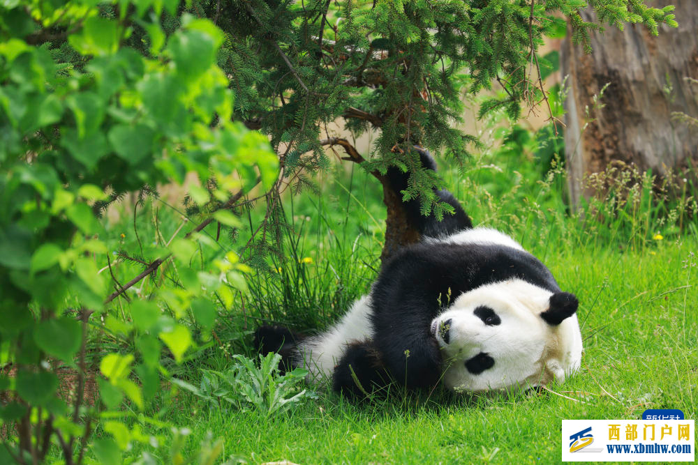 青海西宁：大熊猫的高原夏日生活(图5)