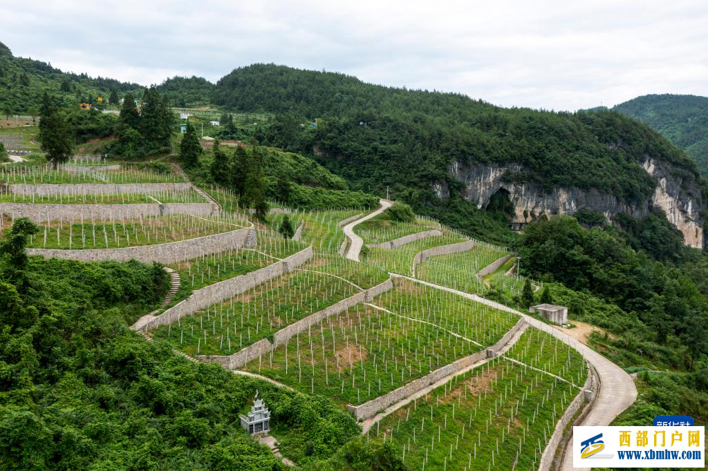 重庆彭水：中草药特色产业促农增收(图2)