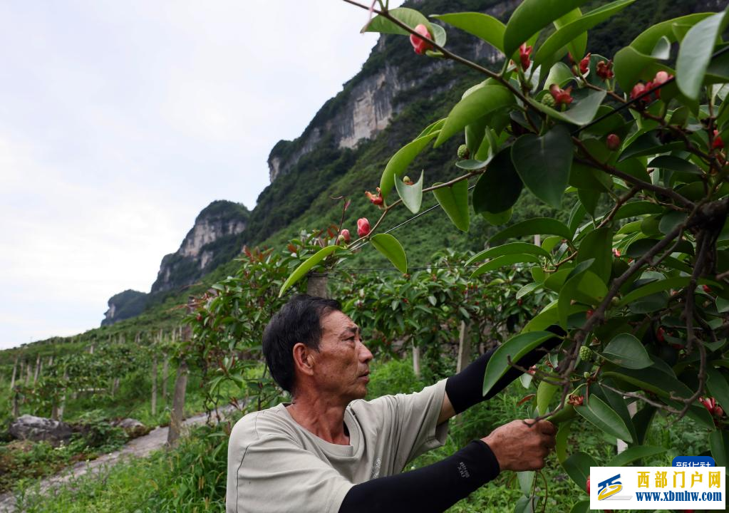 重庆彭水：中草药特色产业促农增收(图4)