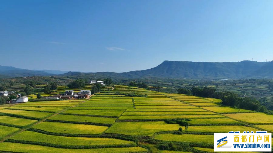 云南永仁“幸福里”水稻基地迎丰收(图2)