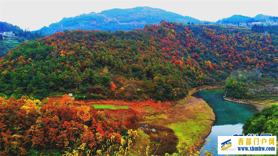 六盘水钟山区： 红叶满山 冬景如画(图6)