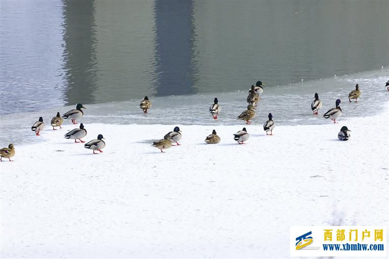 兰州秦王川国家湿地公园迎来候鸟迁徙高峰(图1) 兰州秦王川国家湿地公园迎来候鸟迁徙高峰(图1)