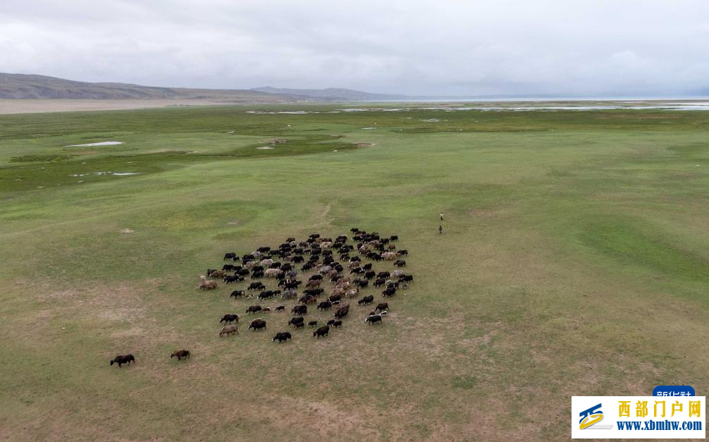 辉煌60载 魅力新西藏｜玛旁雍错湿地展现盛夏生命力(图4)