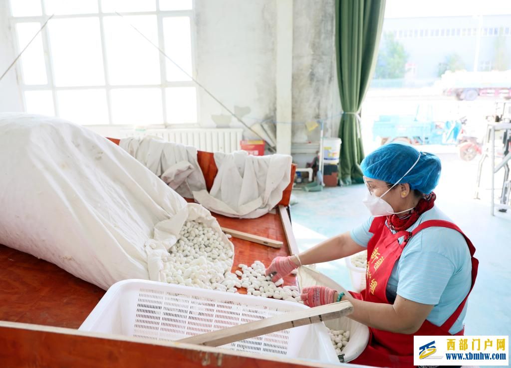 新疆乌苏:桑蚕茧产业拓宽乡村振兴新“丝”路(图1) 新疆乌苏:桑蚕茧产业拓宽乡村振兴新“丝”路(图1)