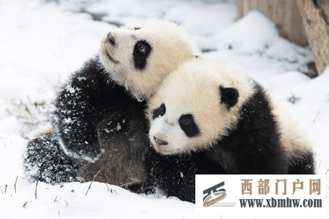 在成都｜从晨曦到夜色，感受生态之城的绿色脉搏(图5)