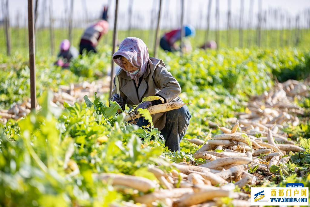 宁夏红寺堡萝卜丰收(图4) 宁夏红寺堡萝卜丰收(图4)