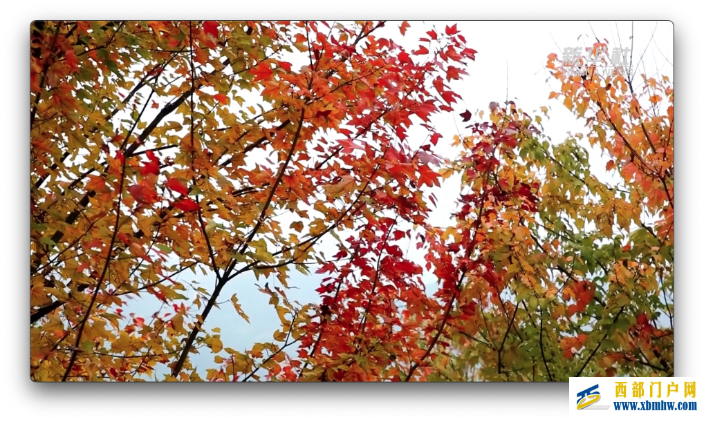 重庆巴南：彩色森林“画出”初冬的浪漫(图2)
