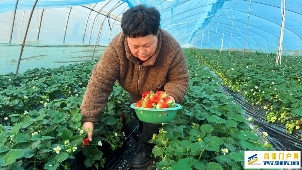 陕西眉县:冬日草莓迎来采摘季(图1)
