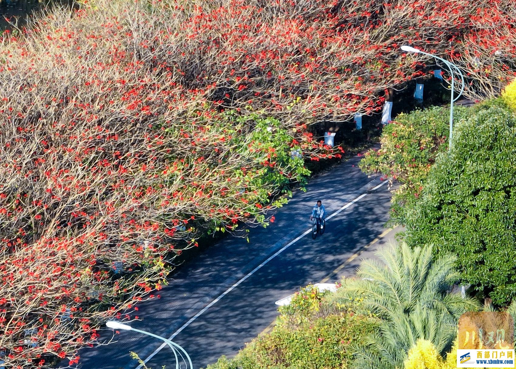 西昌邛海喊你来过“暖冬” 骑上单车闯入一片刺桐花海(图4) 西昌邛海喊你来过“暖冬” 骑上单车闯入一片刺桐花海(图4)