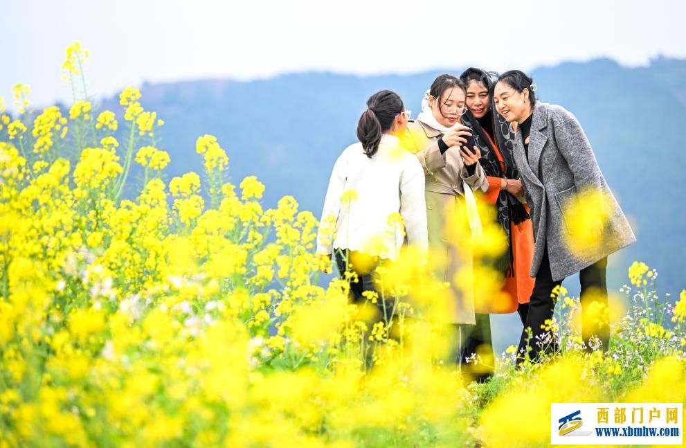 重庆丰都:油菜花开长江岸(图3) 重庆丰都:油菜花开长江岸(图3)