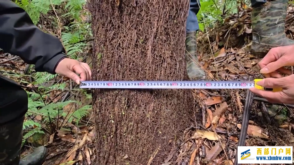 广西融安发现密集桫椤天然种群 曾是“恐龙口粮”(图5)