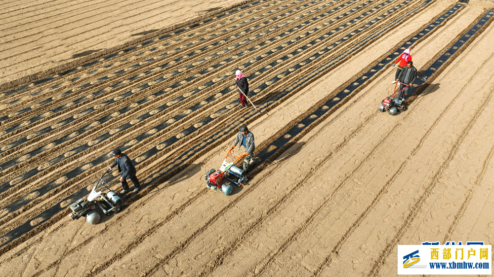甘肃张掖：制种玉米基地“穿衣”保墒(图1)