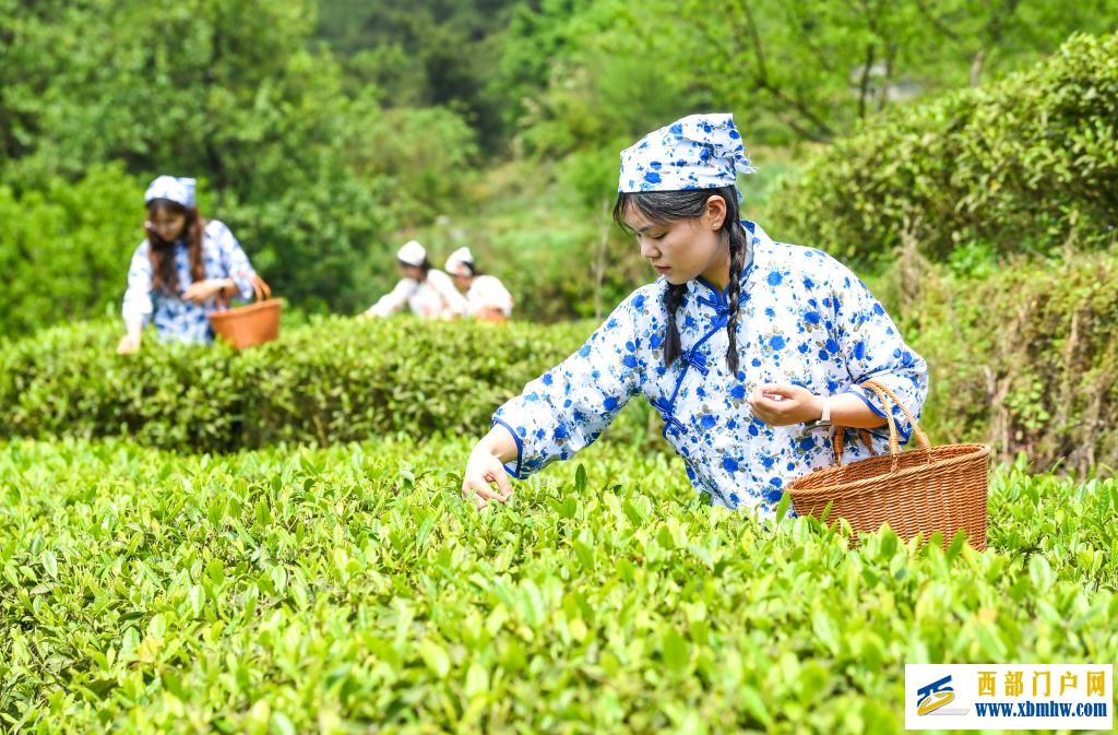 重庆丰都：千年茶乡抢春时(图6)